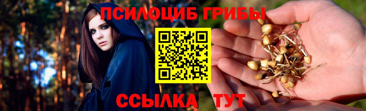 Галлюциногенные грибы Psilocybine cubensis Сертолово